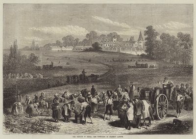 De wijnoogst in Medoc, de wijngaarden van Chateau Lafitte door Jules Pelcoq